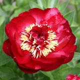 Paeonia lactiflora 'Buckeye Belle' - Pfingstrose