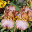 Iris germanica 'Afternoon Delight': Bild 2/2