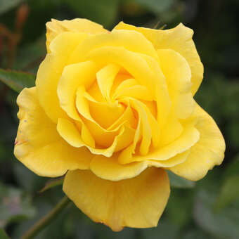 Rose 'Goldstern'