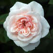 Rose 'Souvenier de la Malmaison': Bild 1/1