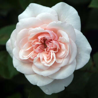 Rose 'Souvenier de la Malmaison'