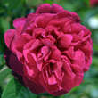 Rose 'L.D. Braithwait': Bild 1/3