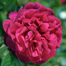 Rose 'L.D. Braithwait' - Englische Strauch-, Beetrose