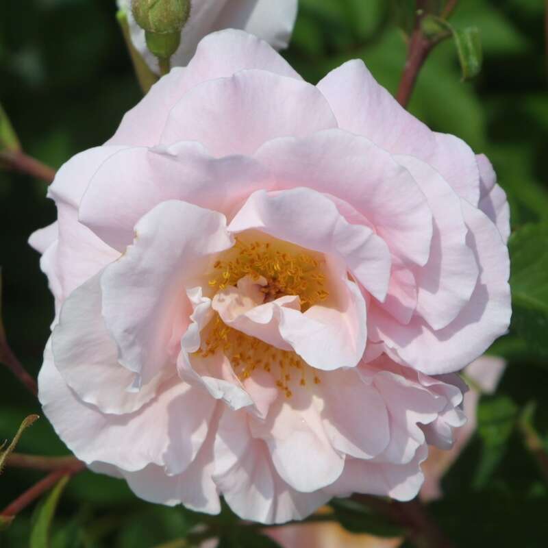 Historische Strauchrose Rose 'Fritz Nobis' rosa