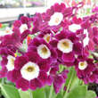 Primula auricula 'Ludwig': Bild 1/2