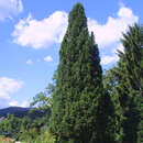 Picea abies 'Cupressina' - Säulenfichte