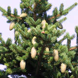 Picea polita - Tigerschwanz-Fichte