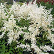 Astilbe arendsii 'Brautschleier': Bild 3/4