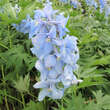 Delphinium cult. 'Gletscherwasser': Bild 2/2