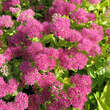 Sedum 'Mini Joy': Bild 1/2