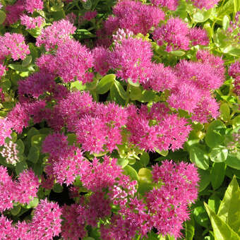 Sedum 'Mini Joy'