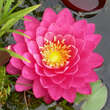 Nymphaea 'Fire Opal': Bild 2/2