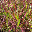 Imperata cylindrica 'Red Baron': Bild 1/3