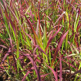 Imperata cylindrica 'Red Baron' - Kupferhirse, Japan-Blutgras