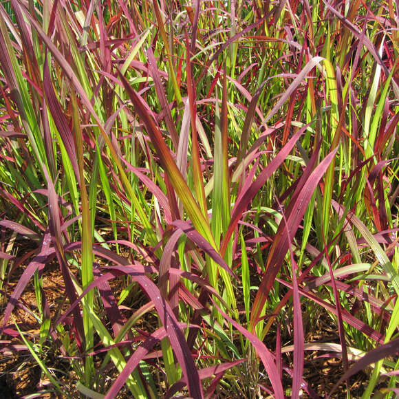 Imperata cylindrica 'Red Baron': Bild 1/3 Imperata cylindrica 'Red Baron': Bild 1/3