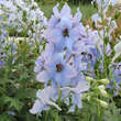 Delphinium cult. 'Morgentau': Bild 2/3