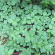 Cornus canadensis: Bild 3/4
