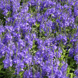 Veronica austriaca 'Knallblau' - Ehrenpreis