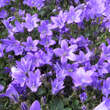 Campanula portenschlagiana: Bild 3/4