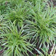 Carex morrowii 'Goldband': Bild 1/8