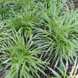 Carex morrowii 'Goldband': Bild 6/7