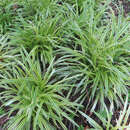 Carex morrowii 'Goldband' - Japansegge