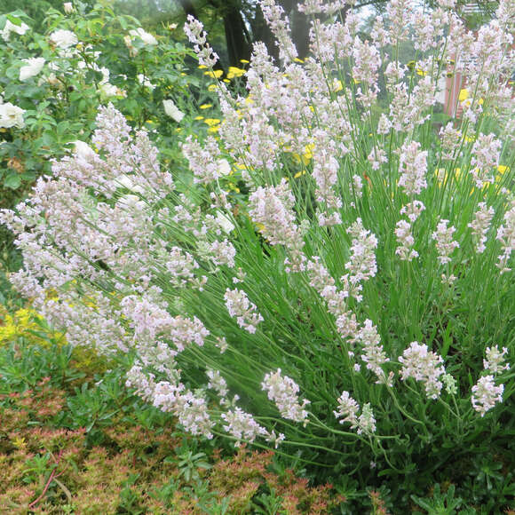 Lavandula angustifolia 'Melissa': Bild 1/5 Lavandula angustifolia 'Melissa': Bild 1/5