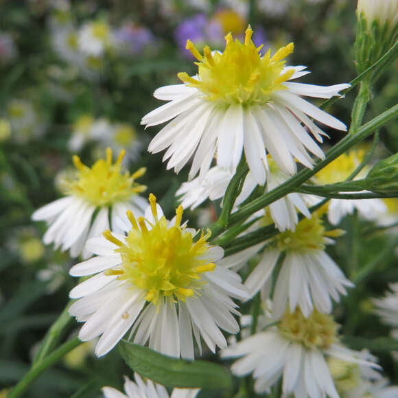 Aster ericoides 'Schneegitter': Bild 2/6 Aster ericoides 'Schneegitter': Bild 2/6