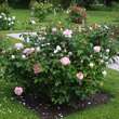 Rose 'Sharifa Asma': Bild 2/3