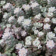 Sedum spathulifolium 'Cape Blanco': Bild 1/2