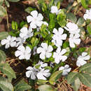 Vinca minor 'Gertrude Jekyll' - Immergrün