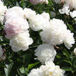 Paeonia lactiflora 'Shirley Temple': Bild 1/1
