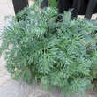 Artemisia absinthium: Bild 8/8