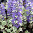 Ajuga reptans 'Rainbow': Bild 1/3