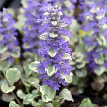 Ajuga reptans 'Rainbow': Bild 1/3