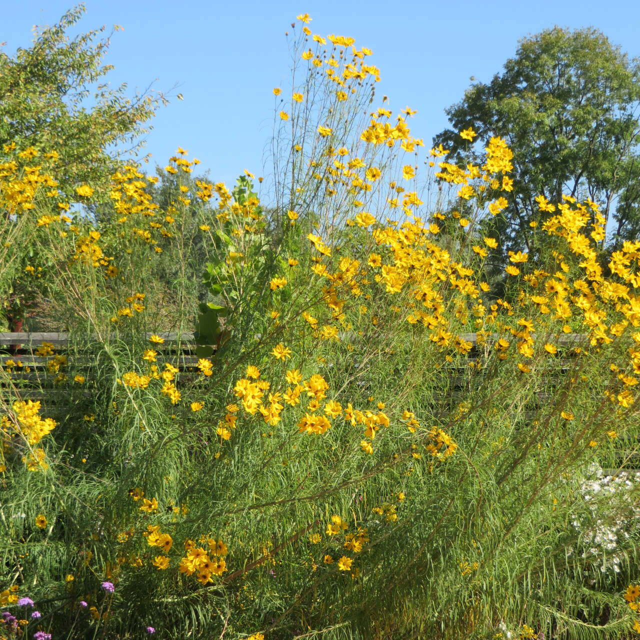 Weidenblättrige Sonnenblume Helianthus salicifolius