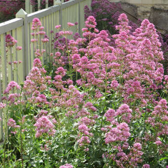 Centranthus ruber 'Coccineus': Bild 3/8