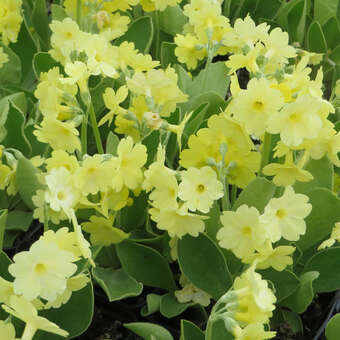 Primula auricula 'Gundi'