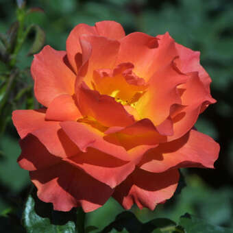 Rose 'Fellowship'