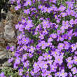 Aubrieta 'Hamburger Stadtpark': Bild 2/4