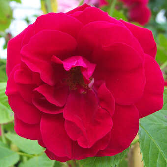 Rose 'Flammentanz'