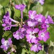 Primula hirsuta: Bild 1/2