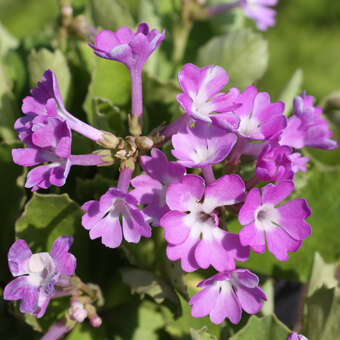 Primula hirsuta