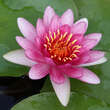 Nymphaea 'Ellisiana': Bild 1/1