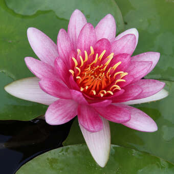 Nymphaea 'Ellisiana'