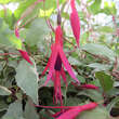 Fuchsia magell. gracilis 'Tricolor': Bild 2/3