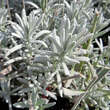 Lavandula angustifolia 'Silvermist': Bild 2/2