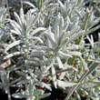 Lavandula angustifolia 'Silvermist': Bild 1/1