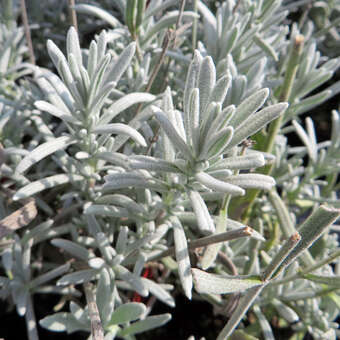 Lavandula angustifolia 'Silvermist'