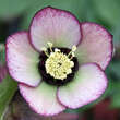 Helleborus or. 'Spring Midnight': Bild 3/3